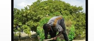 Producteur exploitant un verger d'anacardiers